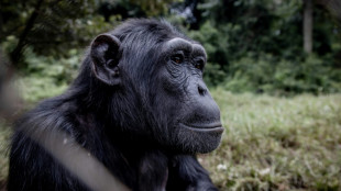 El chimpancé ante el principio de incertidumbre