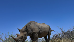 Il Kenya festeggia nascita di un rinoceronte, evento ormai raro