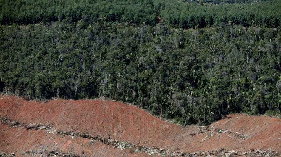 Deforestación se dispara en el Bosque Atlántico de Brasil, según ONG