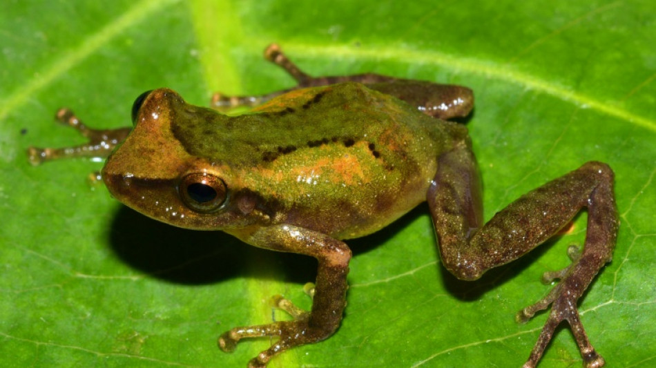 Nova variedade de perereca é descoberta na Amazônia peruana