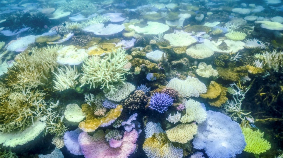 Parts of Great Barrier Reef suffer highest coral mortality on record