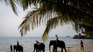 Funcionário é acusado de negligência após morte de turista por elefante na Tailândia