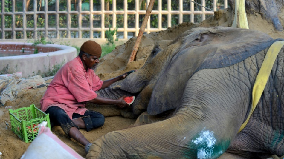 Berliner Tageszeitung - Ailing Pakistan elephant may be euthanised