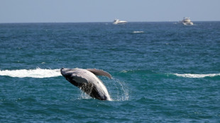 Las ballenas grises se encogen a ritmo acelerado con el cambio climático