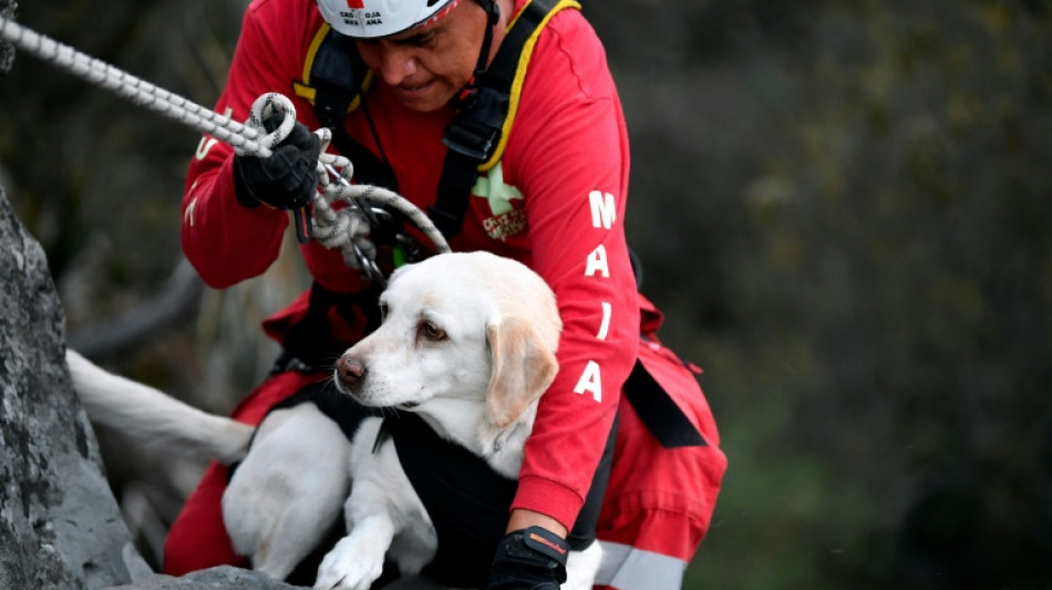 Estoicos, perros mexicanos se entrenan para salvar vidas en todo el mundo