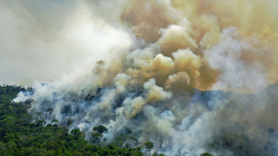 Un tiers de la forêt amazonienne "dégradée" par l'activité humaine et la sécheresse (étude)