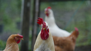 Anche i polli arrossiscono, nuova spia del benessere animale
