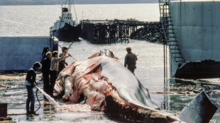 Islandia autoriza la caza de ballenas para la temporada 2024 