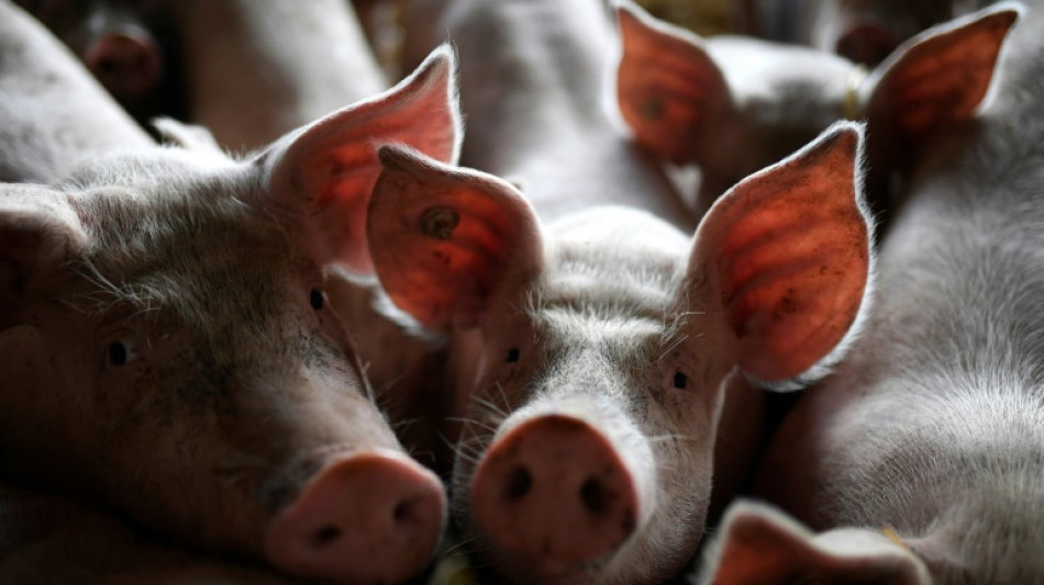 Immer weniger Betriebe mit Schweinehaltung in Deutschland