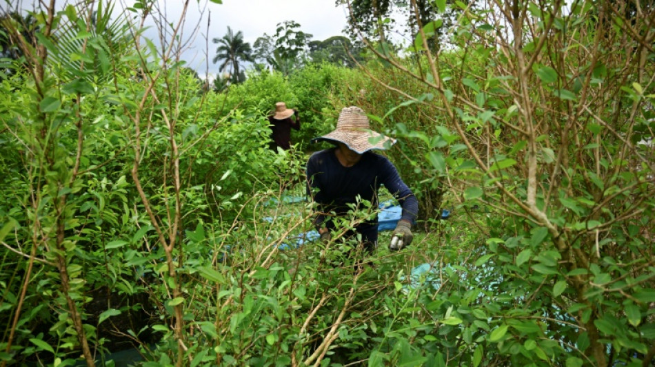 Produção de cocaína aumentou 53% na Colômbia em 2023 (UNODC)