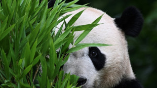 Foreign-born pandas join China's efforts to boost wild population