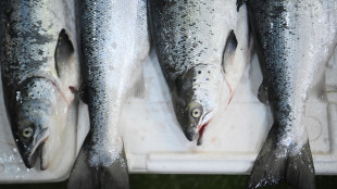 Efsa, rischio parassiti in alcuni pesci d'allevamento