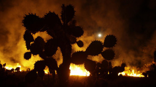 Incendio nel sud del Messico consuma 16mila ettari di bosco