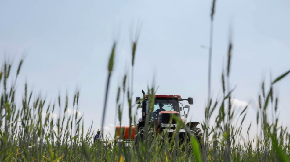 Bauern erwarten wegen Witterung leicht geringere Getreideernte in diesem Jahr