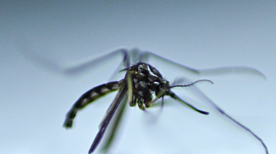 Esperto, con inverni miti in Europa più zanzare vettori Dengue