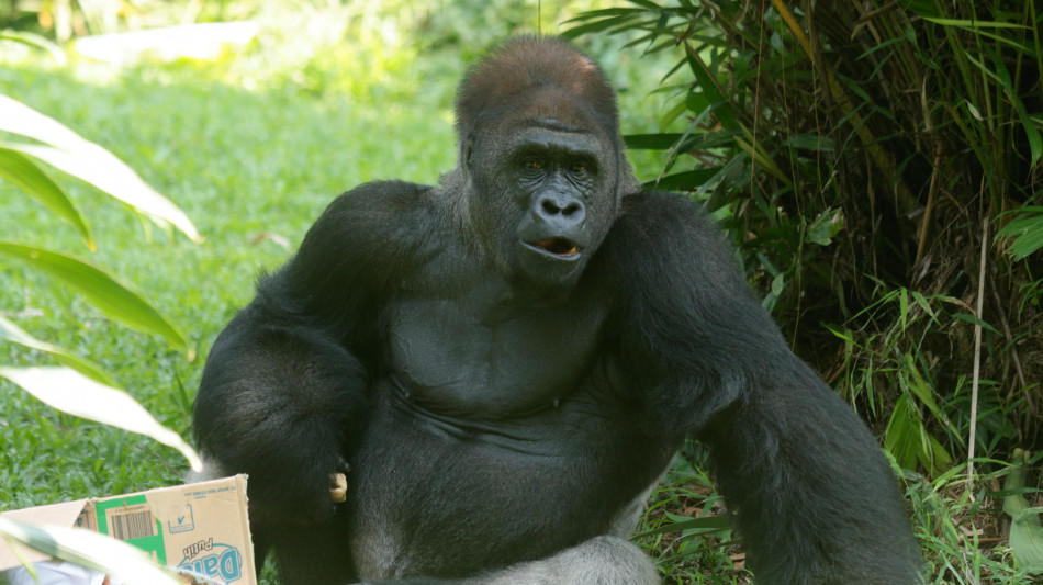 Dai geni dei gorilla nuovi indizi sull'infertilità maschile