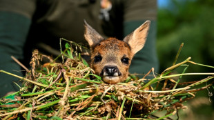 "Salvar a Bambi", una campaña en Bélgica para rescatar cervatillos